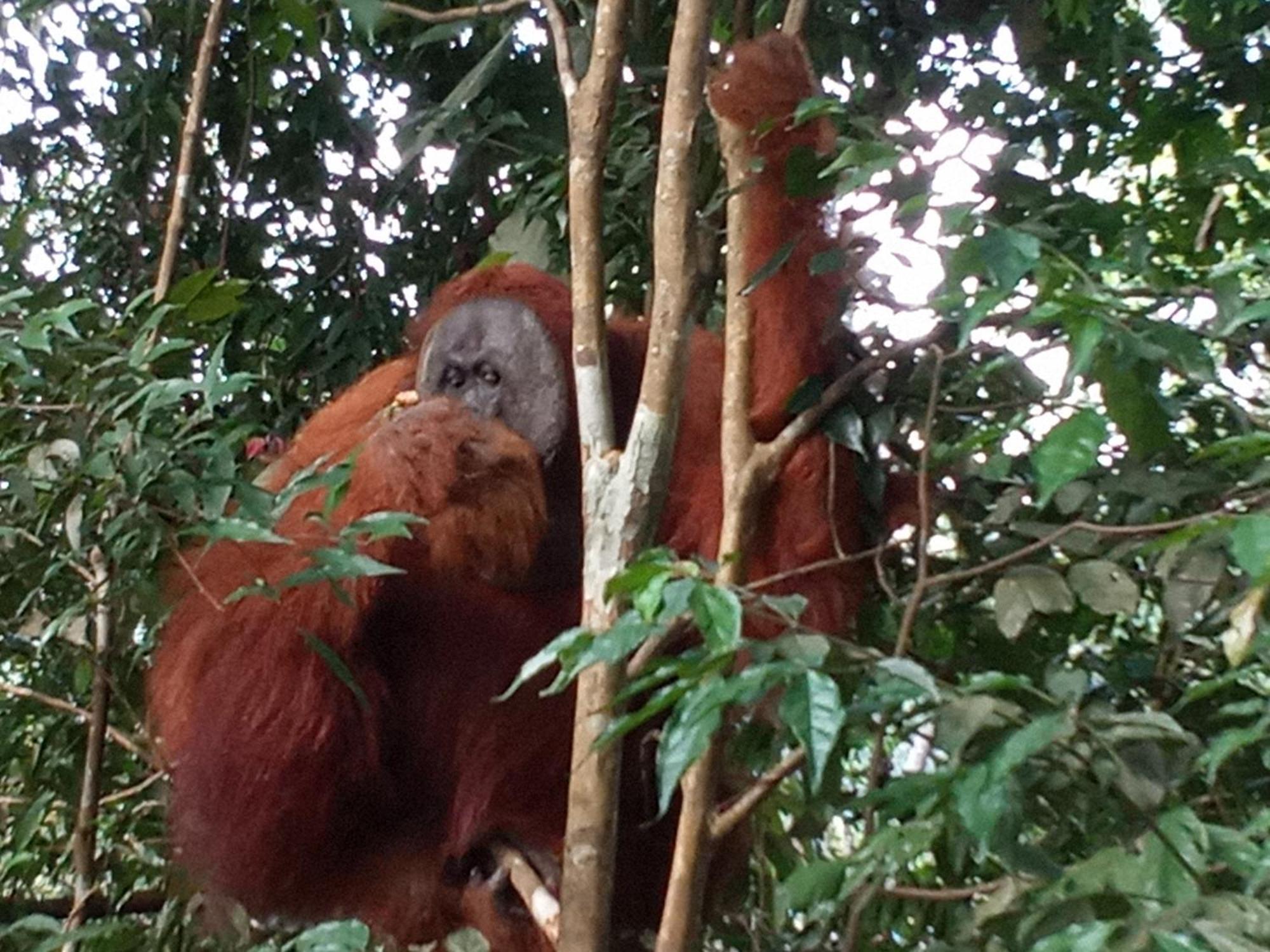 Hostel Jungle treking Bukit Lawang Exterior foto