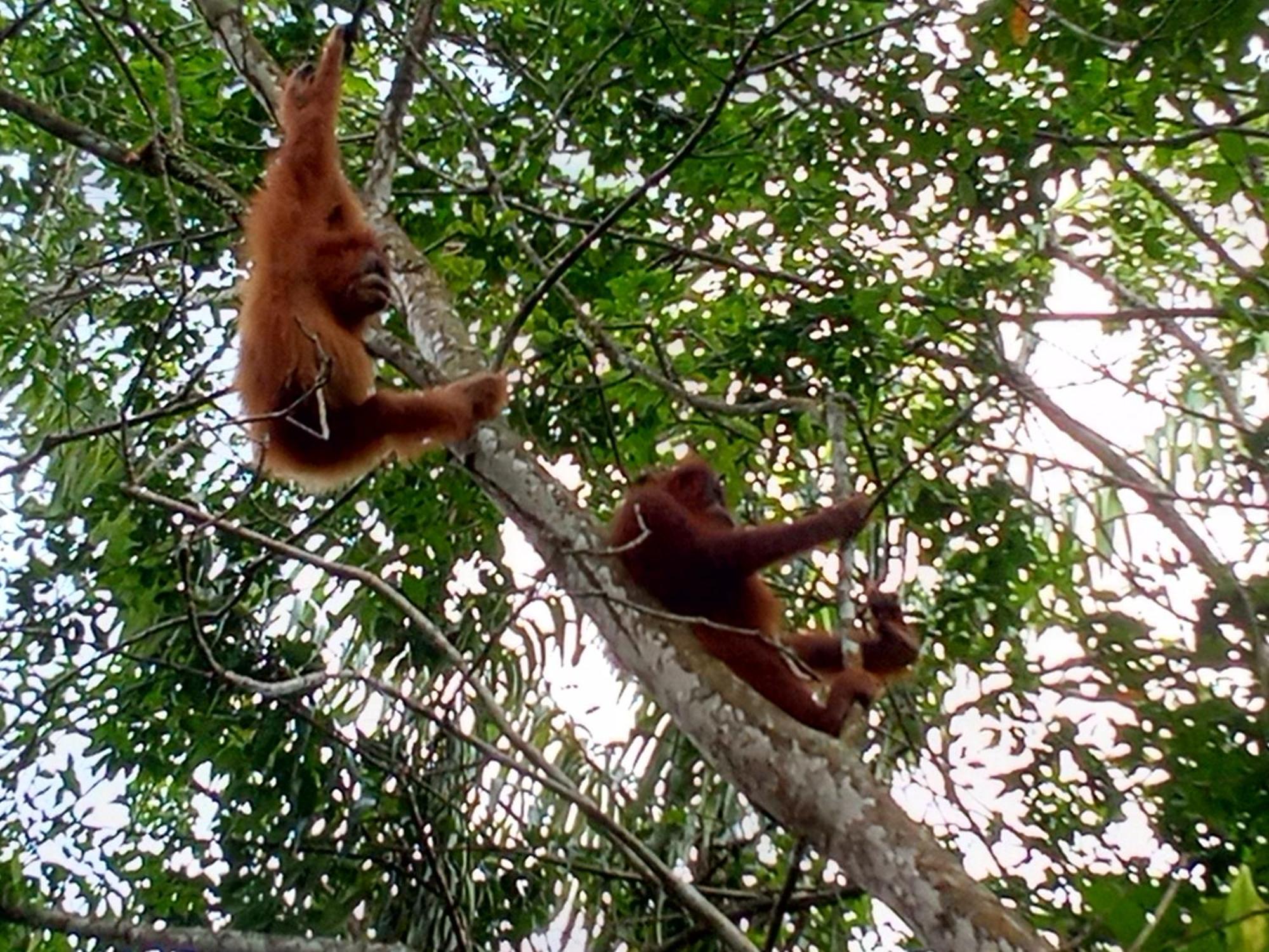 Hostel Jungle treking Bukit Lawang Exterior foto