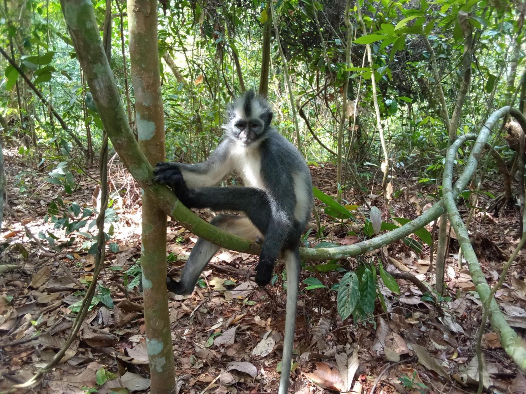 Hostel Jungle treking Bukit Lawang Exterior foto