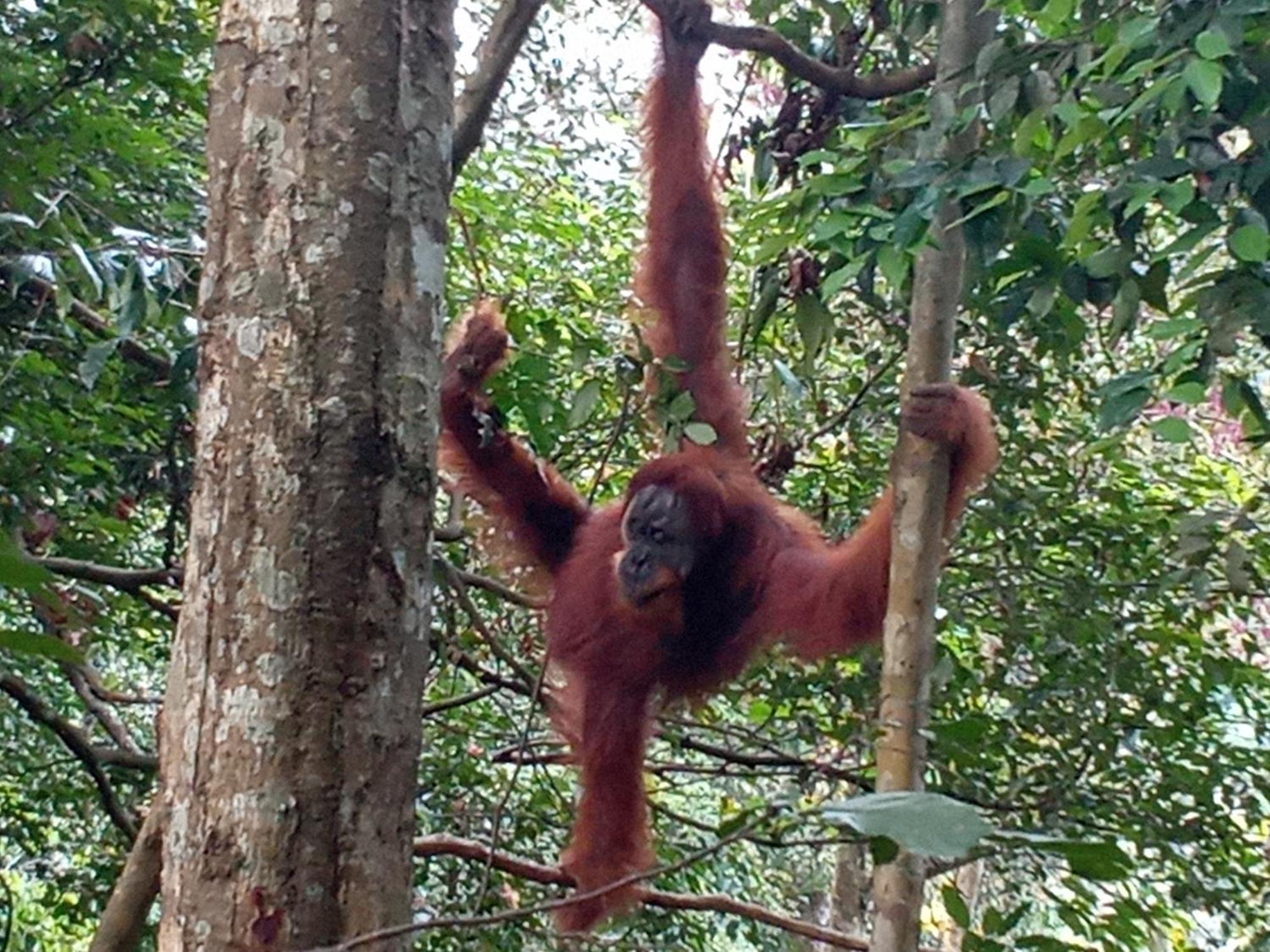 Hostel Jungle treking Bukit Lawang Exterior foto
