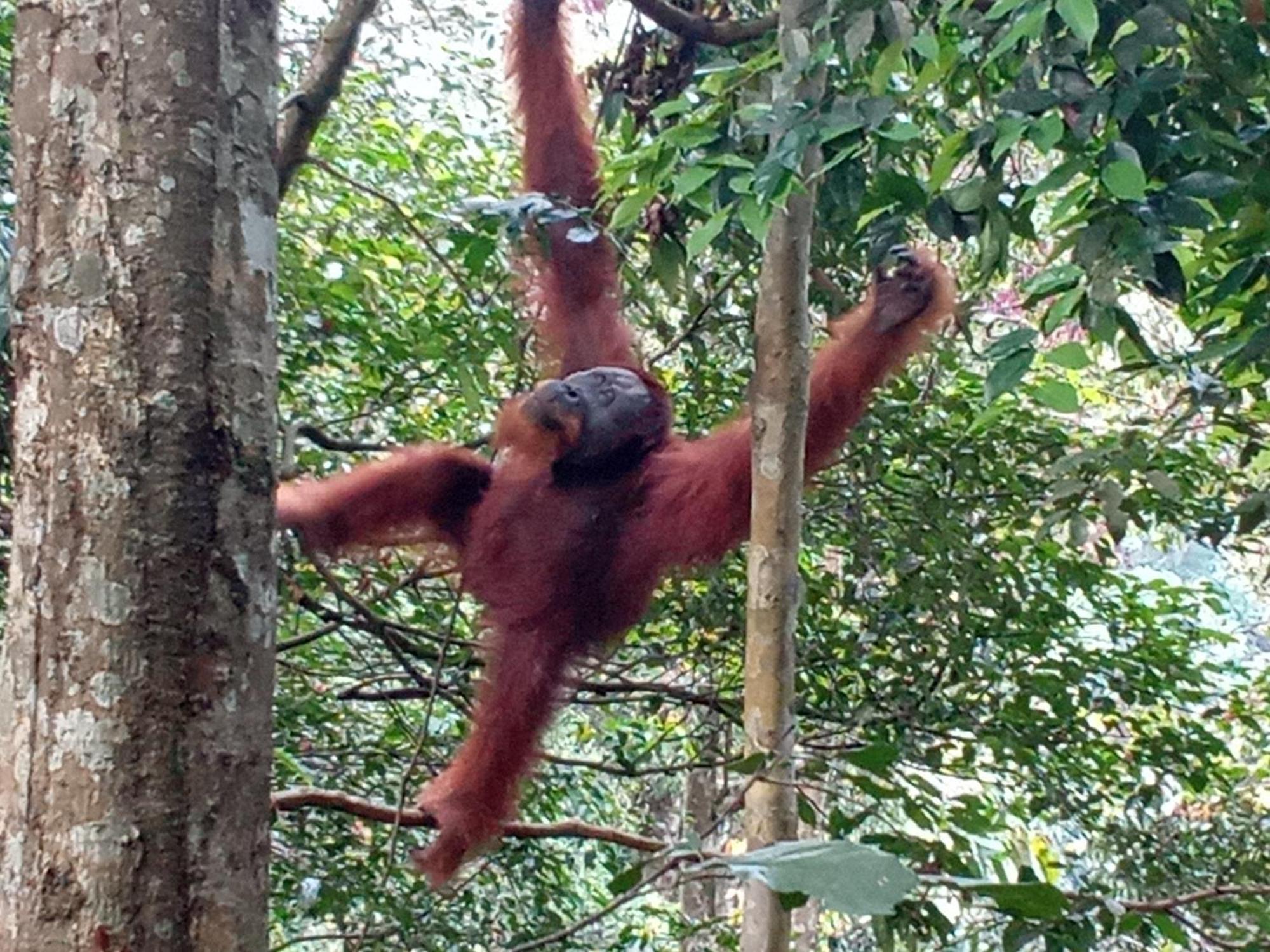 Hostel Jungle treking Bukit Lawang Exterior foto